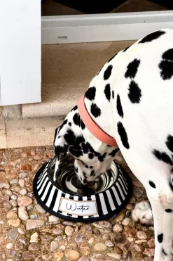 Bebedero Para Mascotas Pintado A Mano Blanco Y Negro