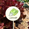 Cartel Para Plantas De Jardín Lechuga
