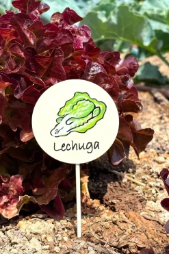 Cartel Para Plantas De Jardín Lechuga