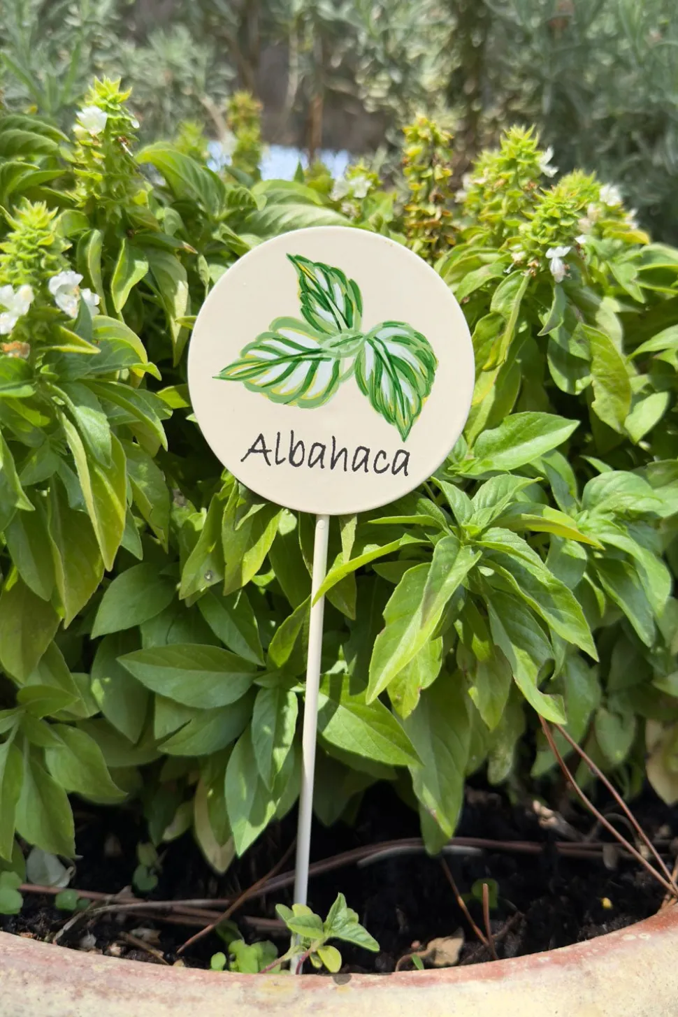 Cartel Para Plantas de Jardín Albahaca