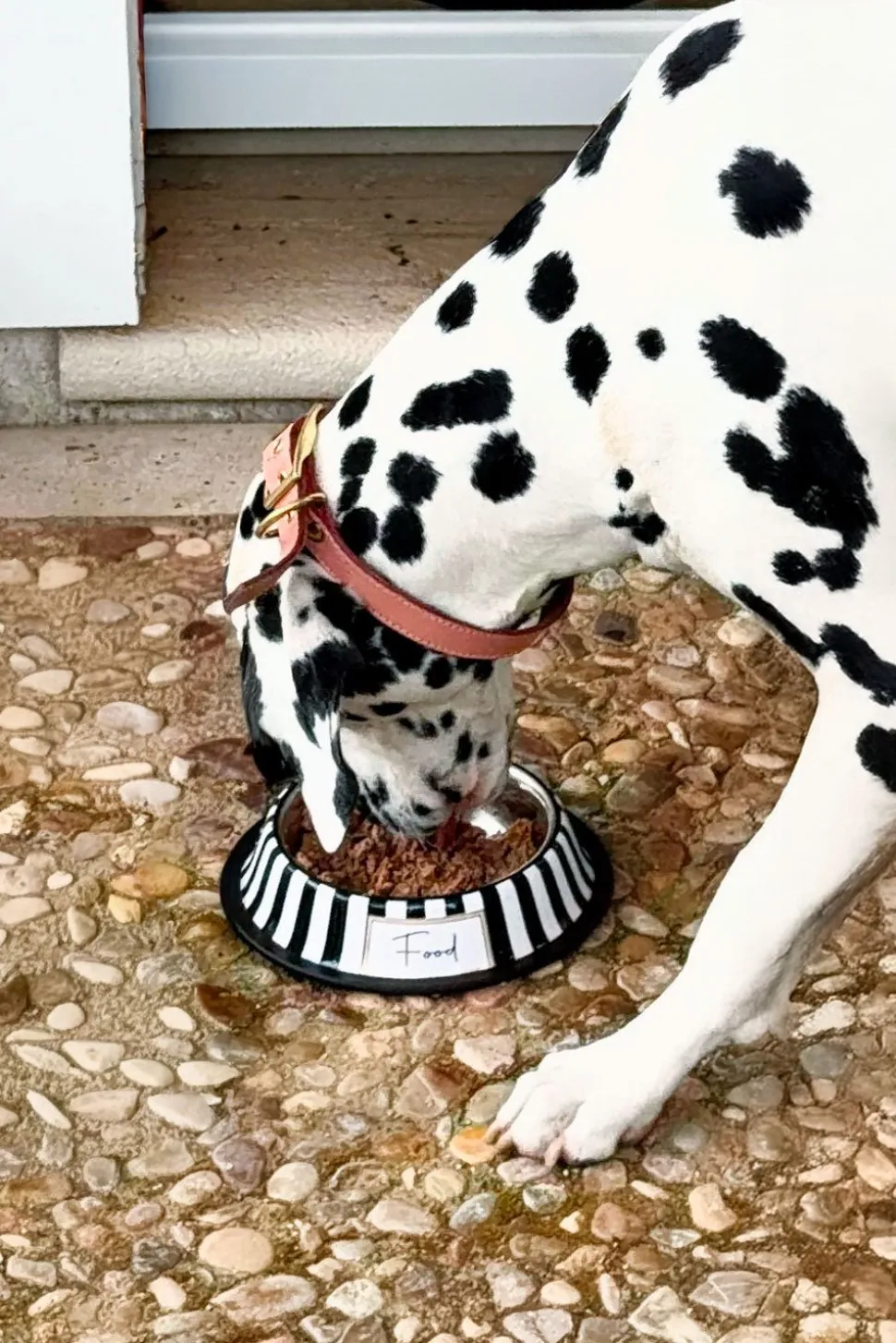 Comedero Para Mascotas Pintado A Mano Blanco Y Negro