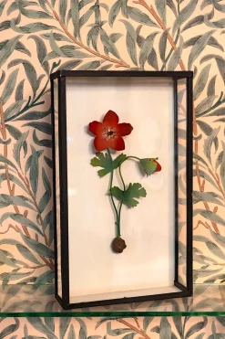 Cuadro De Cristal Con Anémona Roja