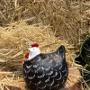 Figura Decorativa Gallina Negra