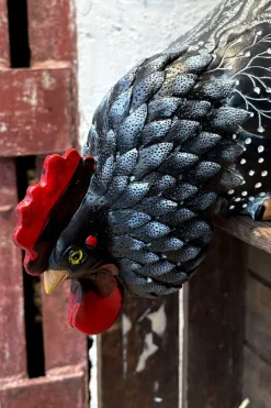 Figura Decorativa Gallina Comiendo