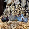 Set Figuras Decorativas Gallinas Grandes